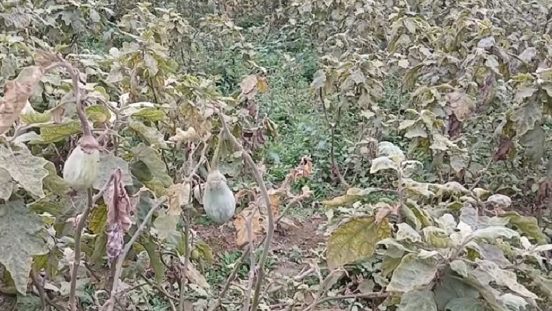 বেগুন ক্ষেতে জেমিনি ভাইরাসের আক্রমণ, হতাশ কৃষক
