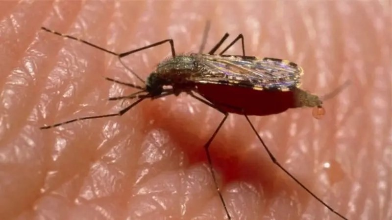 চিকুনগুনিয়ার লক্ষণ সমূহ ও আক্রান্ত হলে যা করবেন